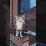 暑さに負けず…膝の上に乗ってきた猫に癒された(YouTube)