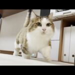 お母さんとお父さんと意思相通して確信的に喜ばす人たらしな猫(YouTube)