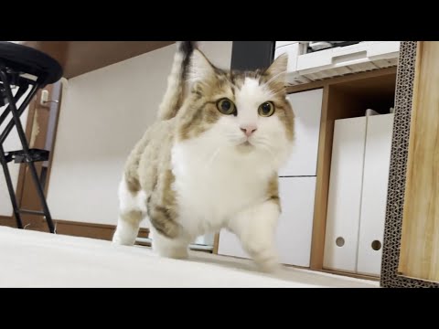 お母さんとお父さんと意思相通して確信的に喜ばす人たらしな猫(YouTube)