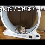 ウチの猫たちがお太りになられたので最終兵器を導入しました！！(YouTube)