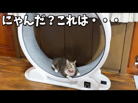 ウチの猫たちがお太りになられたので最終兵器を導入しました！！(YouTube)