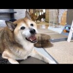 柴犬は愛する猫たちがどこにいるのか確認するため行ったり来たり忙しい(YouTube)