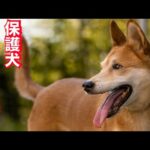 世界一ややこしい人＋噛む犬とブラッシングと謎の生い立ちとボデイコレクションの要領！(YouTube)