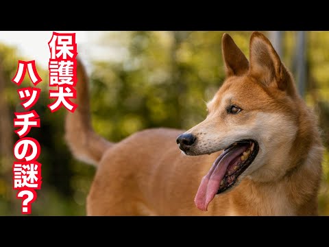 世界一ややこしい人＋噛む犬とブラッシングと謎の生い立ちとボデイコレクションの要領！(YouTube)