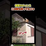 日頃の恨みを晴らす猫😂【ネコ】#猫 #cat(YouTube)