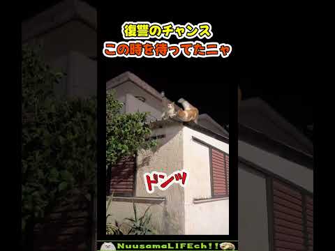 日頃の恨みを晴らす猫😂【ネコ】#猫 #cat(YouTube)