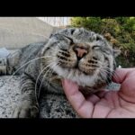 人懐っこいキジ猫の両親と警戒心が強い黒子猫(YouTube)