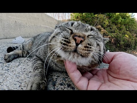 人懐っこいキジ猫の両親と警戒心が強い黒子猫(YouTube)