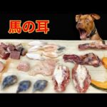 犬のASMR!手作りごはんを食べる咀嚼音が最高に気持ちいい(YouTube)