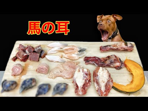犬のASMR!手作りごはんを食べる咀嚼音が最高に気持ちいい(YouTube)