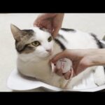 オデコの首周りは20㎝、豆大福の首周りは何㎝？(YouTube)