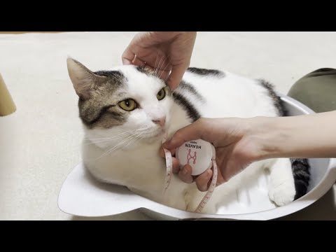 オデコの首周りは20㎝、豆大福の首周りは何㎝？(YouTube)