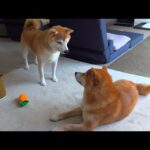 実家の柴犬、突然犬語で話しかけてきた件。(YouTube)