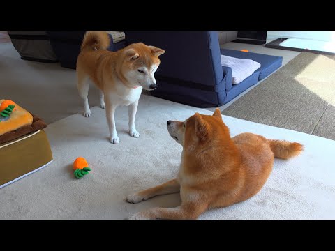 実家の柴犬、突然犬語で話しかけてきた件。(YouTube)