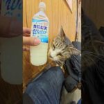 カルピスを飲みたそうな猫ちゃん #猫 #cat #ねこ(YouTube)