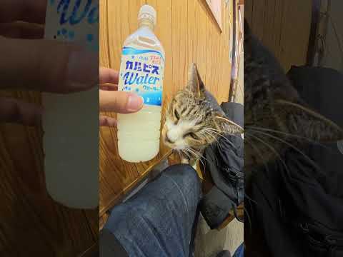 カルピスを飲みたそうな猫ちゃん #猫 #cat #ねこ(YouTube)