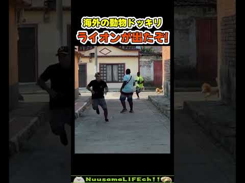 小ライオンが解き放たれた瞬間【犬】#犬 #dog(YouTube)