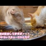 夕ご飯では復活しておりますが・・・  明日朝大丈夫ならです  泥の中からレスキューされたモグ   2025 09 03 2(YouTube)