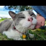 車の下で休んでいた猫ちゃん、顔を見せたらモフられに出てきた💖🐾(YouTube)