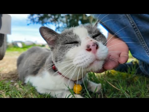 車の下で休んでいた猫ちゃん、顔を見せたらモフられに出てきた💖🐾(YouTube)