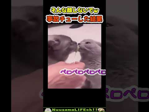事故チューで無駄に傷つく猫w【ネコ】#猫 #cat(YouTube)