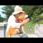 不思議な現象が起きたので柴犬と急遽、お墓参りへ。(YouTube)