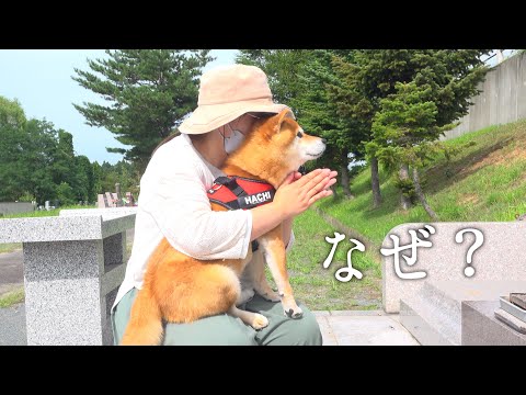 不思議な現象が起きたので柴犬と急遽、お墓参りへ。(YouTube)