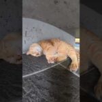 猫達が待合室に不法侵入してくつろぐ #猫 #ねこ #cat(YouTube)