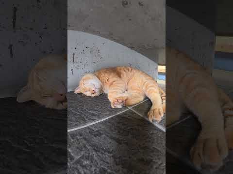 猫達が待合室に不法侵入してくつろぐ #猫 #ねこ #cat(YouTube)