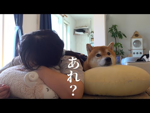 柴犬が体調不良に‥悶絶級のラストに注目です。(YouTube)