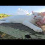 久しぶりに会えた茶シロ猫ちゃんと一緒にベンチへお出掛けする(YouTube)