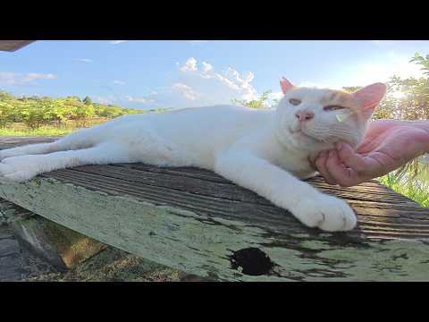 久しぶりに会えた茶シロ猫ちゃんと一緒にベンチへお出掛けする(YouTube)