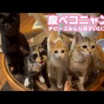 腹ペコニャン！ チビーズみんな調子いいにゃん！ 泥の中からレスキューされたモグと仲間達   2025 09 07 1(YouTube)
