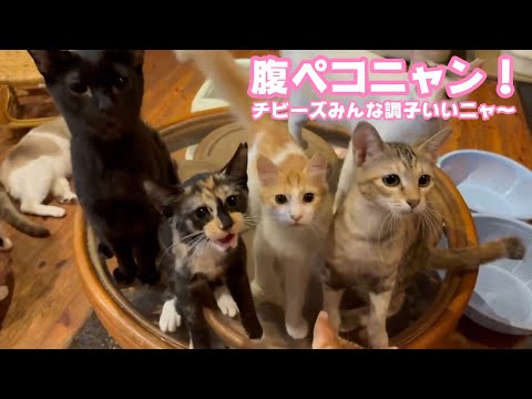 腹ペコニャン！ チビーズみんな調子いいにゃん！ 泥の中からレスキューされたモグと仲間達   2025 09 07 1(YouTube)
