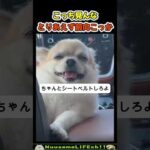 ちゃんと前見てシートベルトしとけ【犬】 #犬 #dog(YouTube)