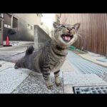 可愛いキジトラ猫を誘って海辺の神社までお出掛けする(YouTube)