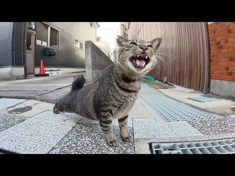 可愛いキジトラ猫を誘って海辺の神社までお出掛けする(YouTube)