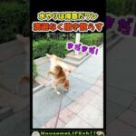 水やりとマーキングの二刀流w【犬】#犬 #dog(YouTube)