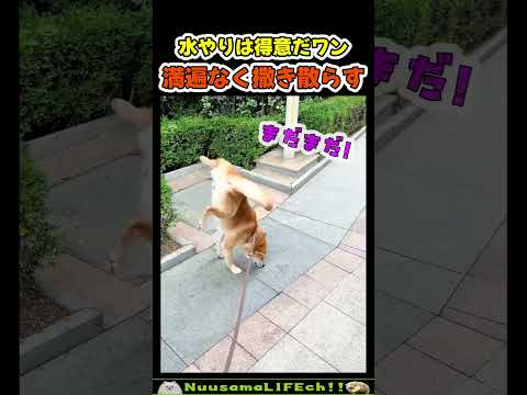 水やりとマーキングの二刀流w【犬】#犬 #dog(YouTube)