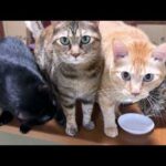 【猫8匹のおやつの時間】みんな一緒におやつを食べるとこうなりました…笑(YouTube)