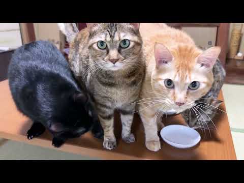 【猫8匹のおやつの時間】みんな一緒におやつを食べるとこうなりました…笑(YouTube)