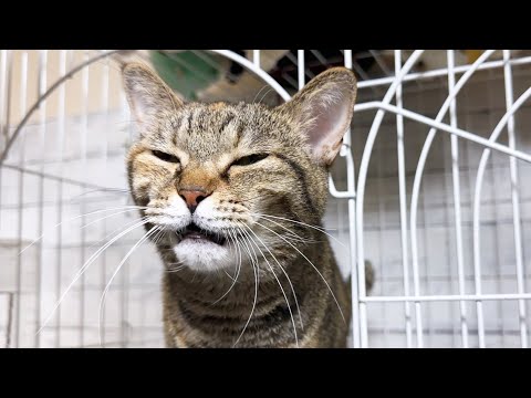 飼い主が一日家にいる時のおしゃべり猫の過ごし方が愛おしくてたまりません(YouTube)