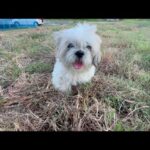 居なくなってしまった犬とまた会いたい(YouTube)