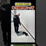 警備に疲れちゃった子犬が可愛い😂【犬】 #犬 #dog(YouTube)