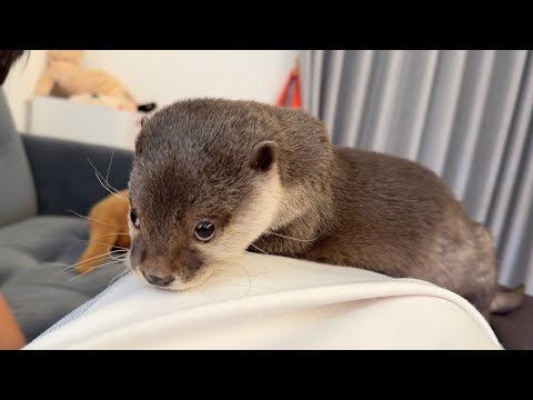 カワウソが飼い主の体にすりすり擦り付けてくる The otter rubs itself against its owner’s body.(YouTube)