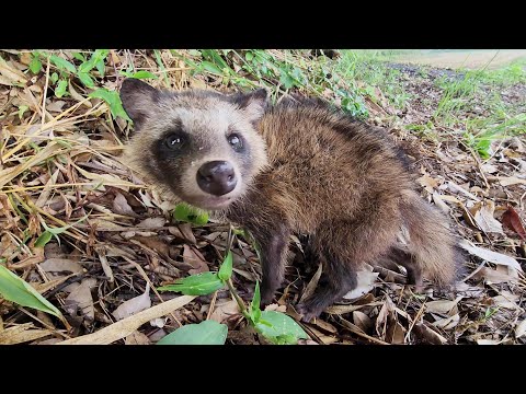 【番外編】道端で出会った幼いタヌキちゃんが可愛すぎる！(YouTube)