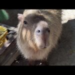 カピバラのハロウィン capybara halloween(YouTube)