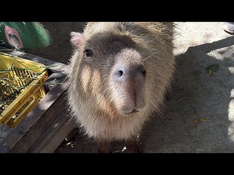 カピバラのハロウィン capybara halloween(YouTube)
