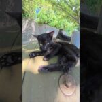 テーブルの上で毛繕いをする黒子猫ちゃん #猫 #cat #ねこ(YouTube)