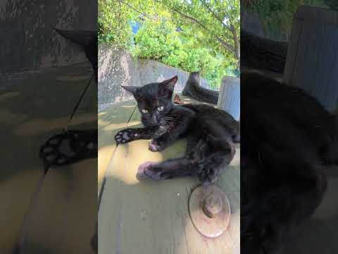 テーブルの上で毛繕いをする黒子猫ちゃん #猫 #cat #ねこ(YouTube)
